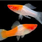 Assorted Double Swordtail