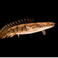Saddled Bichir