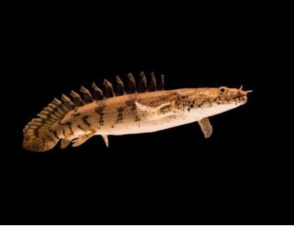 Saddled Bichir