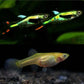 Lime Green Endler pair