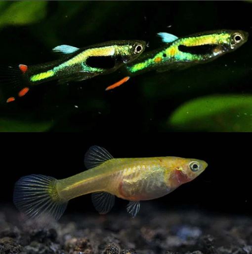 Lime Green Endler pair