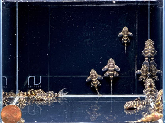 L204 Flash Pleco (1.0-1.5")