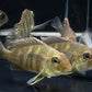 Red Head Tapajo - 2.5"