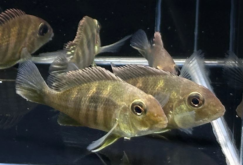 Red Head Tapajo - 2.5"
