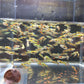Lime Green Endler pair