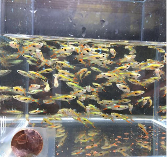 Lime Green Endler pair