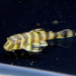 L134 Leopard Frog Pleco