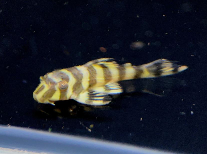 L134 Leopard Frog Pleco