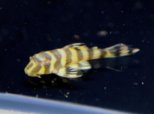 L134 Leopard Frog Pleco