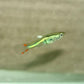 Lime Green Endler Male