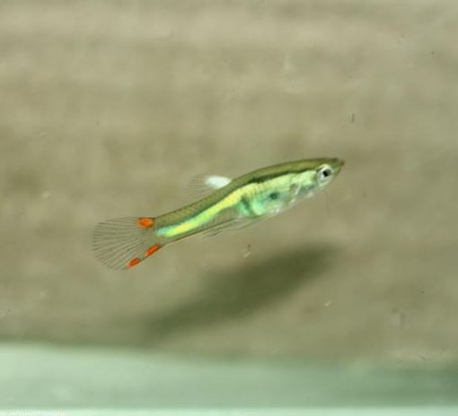 Lime Green Endler Male