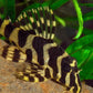 L134 Leopard Frog Pleco