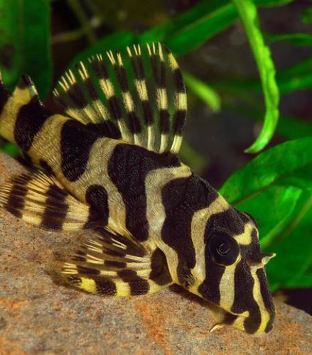 L134 Leopard Frog Pleco