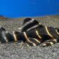 L204 Flash Pleco (1.0-1.5")
