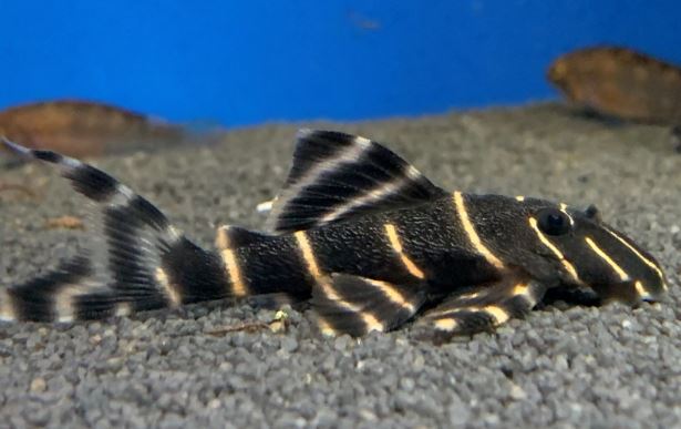 L204 Flash Pleco (1.0-1.5")