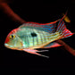 Red Head Tapajo - 2.5"