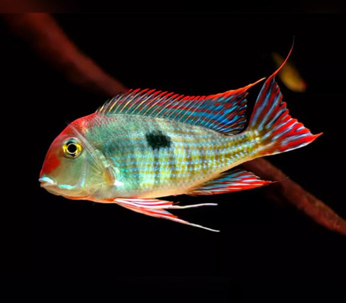 Red Head Tapajo - 2.5"
