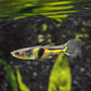 El Tigre Endler Pair