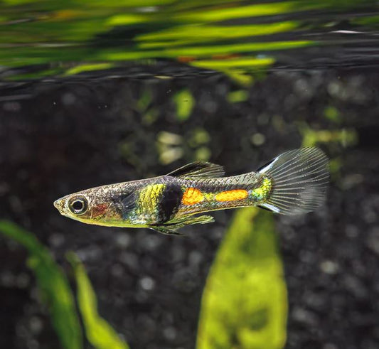 El Tigre Endler Pair