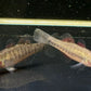 Empire Gudgeon