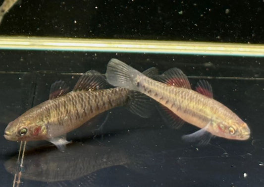Empire Gudgeon