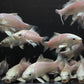 Platinum Ogon Koi (3 inch)