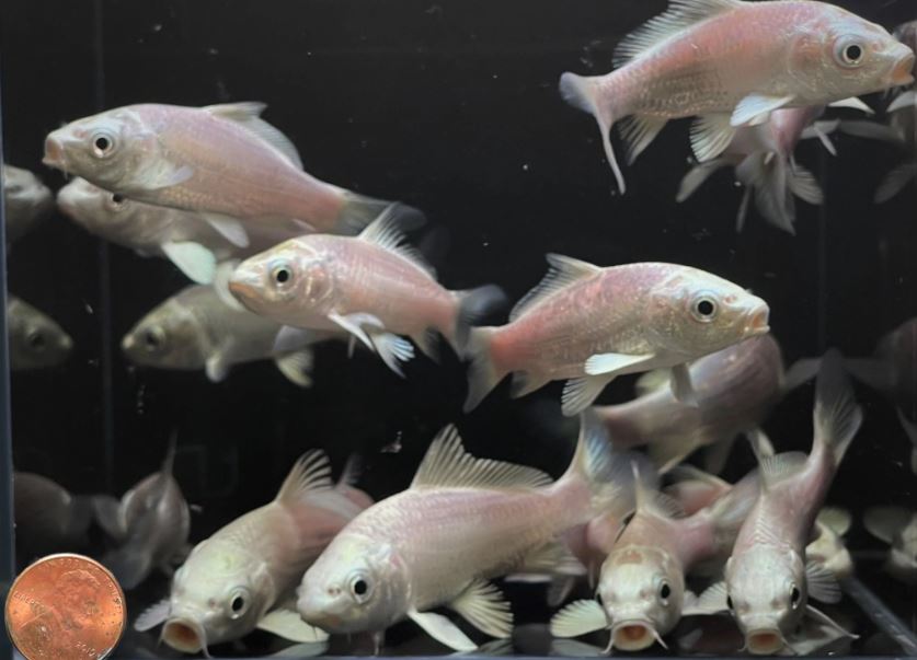 Platinum Ogon Koi (3 inch)