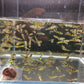 El Tigre Endler Pair