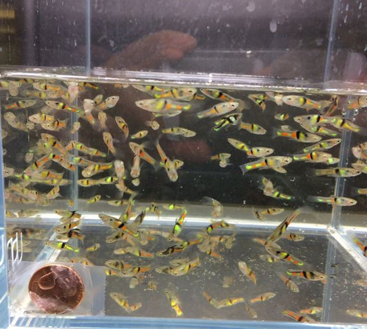El Tigre Endler Pair