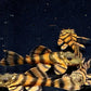 L397 Alenquer Tiger Pleco