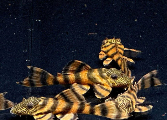 L397 Alenquer Tiger Pleco