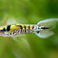 Tiger Endler - Male