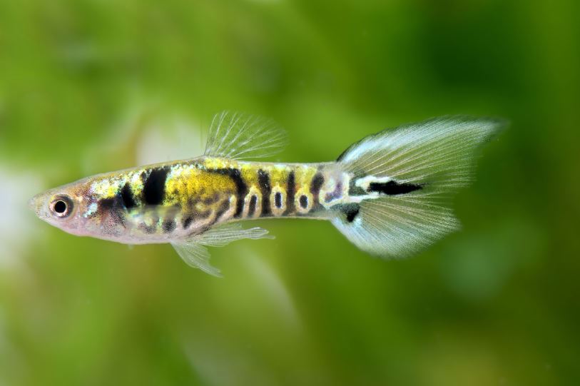 Tiger Endler - Male