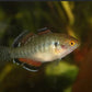 Empire Gudgeon