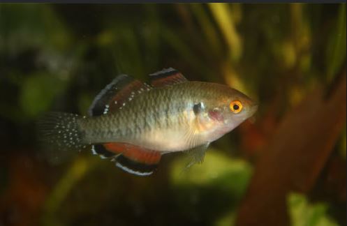 Empire Gudgeon