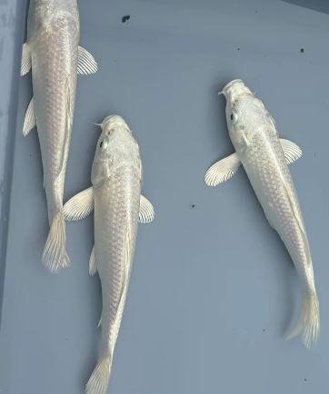Platinum Ogon Koi (3 inch)