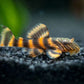 L397 Alenquer Tiger Pleco
