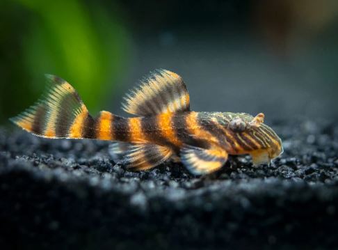 L397 Alenquer Tiger Pleco