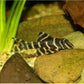 L204 Flash Pleco (1.0-1.5")