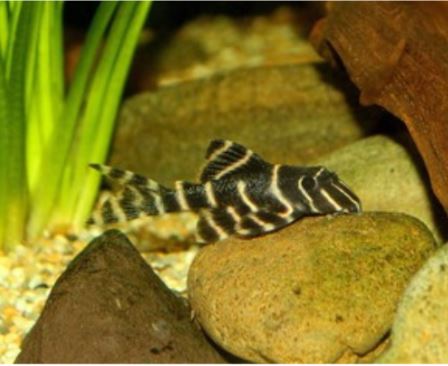 L204 Flash Pleco (1.0-1.5")