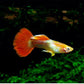 Flamingo Guppy Males