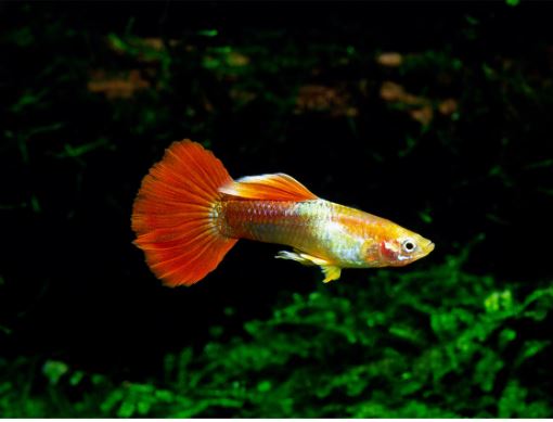 Flamingo Guppy Males