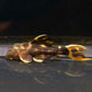 L025 Scarlet Cactus Pleco (1.0-1.5")