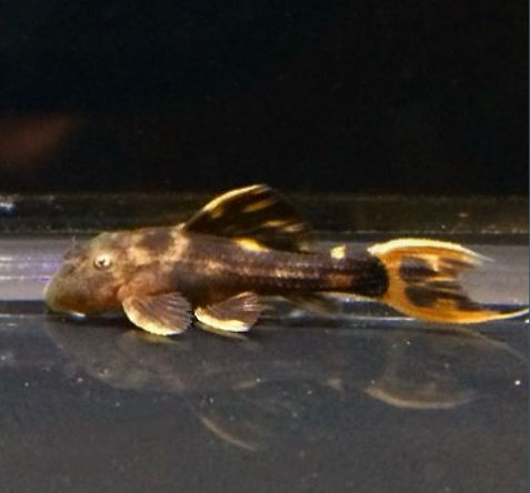 L025 Scarlet Cactus Pleco (1.0-1.5")