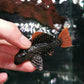 L600 Leopard Cactus Pleco