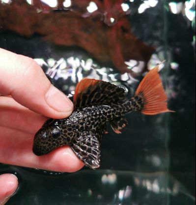 L600 Leopard Cactus Pleco