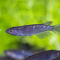 Black/Midnight Medaka Ricefish