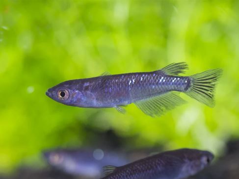 Black/Midnight Medaka Ricefish