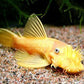 Hi-Fin Albino Yellow Bristlenose Pleco (1.25"-2")