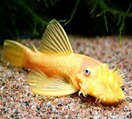 Hi-Fin Albino Yellow Bristlenose Pleco (1.25"-2")